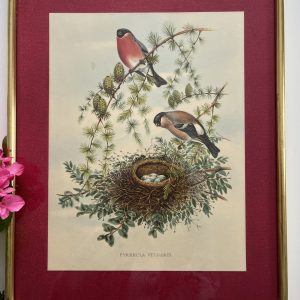 Lithographie Ancienne Bouvreuils Pivoine John Gould