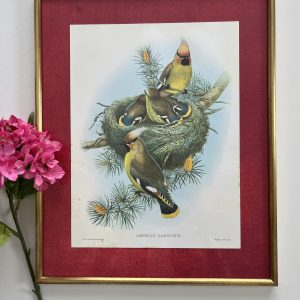 Lithographie Ancienne Geais Chanteur John Gould